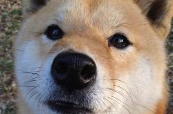 开云体育APP下载-铸剑为锋，当张镇麟最后一秒刺穿宿命，骑士鏖战终胜国王