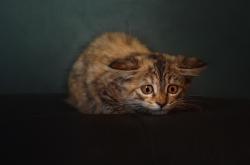 开云体育app-星辰与山脉，当格纳布里照亮夜空，智利人筑起南美脊梁