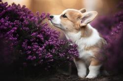 开云体育在线-足球双响炮，皇家社会友谊赛碾压突尼斯，佩德里德甲争冠战一战封神