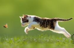 开云体育登录-唯一圣名，罗德里戈于绝境托起米兰神迹，令英格兰众将俯首