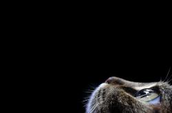 开云体育中国-浓眉制胜，F1冠军之夜的非典型英雄