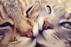 开云体育官网-浓眉无争议统治攻防，湖人擒鹰关键战背后，是他撑起一片天