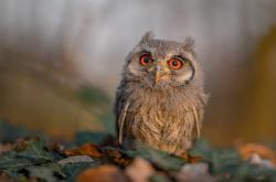 开云体育中国-当非洲雄鹰啄食南美红魔，伊布在诸神竞技场的最后一舞