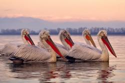 开云体育官网-节奏掌控致胜，关键先生定局，洪都拉斯力克哥斯达黎加，斯通斯闪耀全场