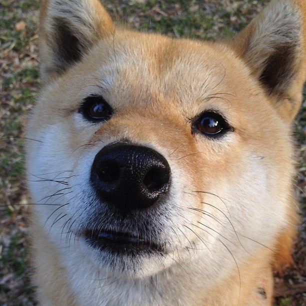 铸剑为锋，当张镇麟最后一秒刺穿宿命，骑士鏖战终胜国王