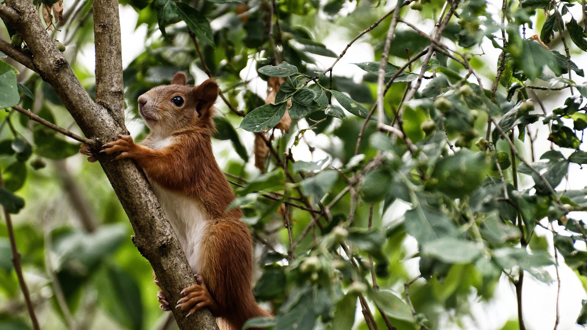 铁壁与尖刀,法国队稳稳拆解巴萨,卡塞米罗一剑惊艳四座