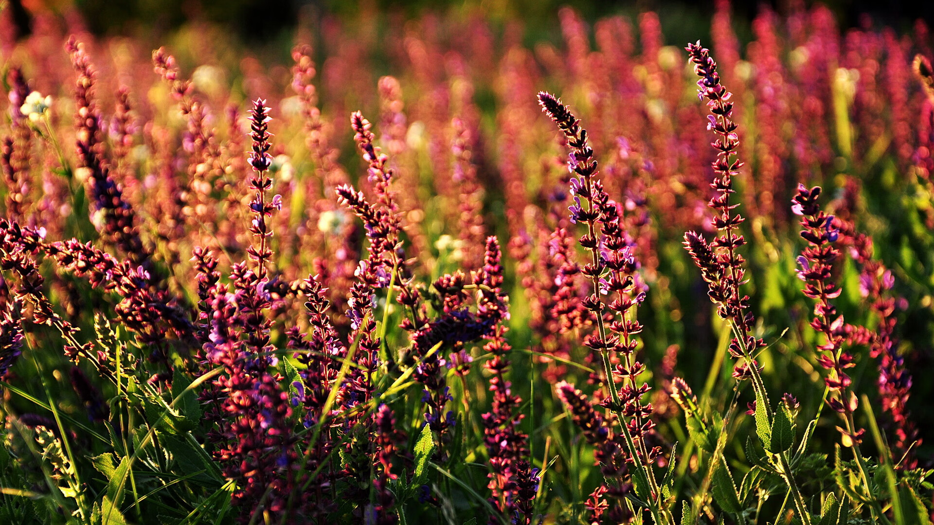 速度与策略,F1街道战的闪电与76人的火力交响曲