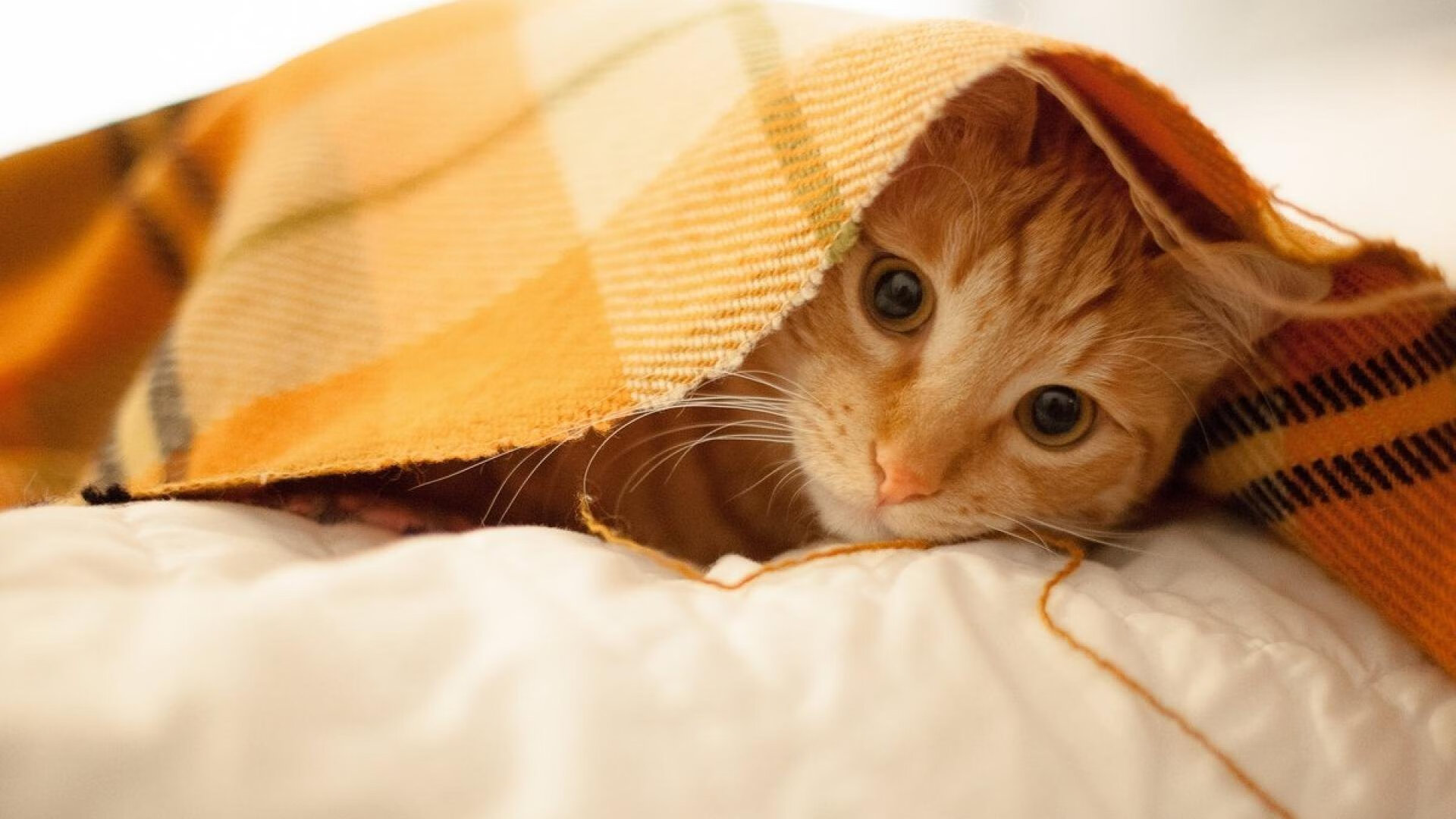 烈焰与利爪，在德文·布克面前，整个联盟都是淬火的舞台