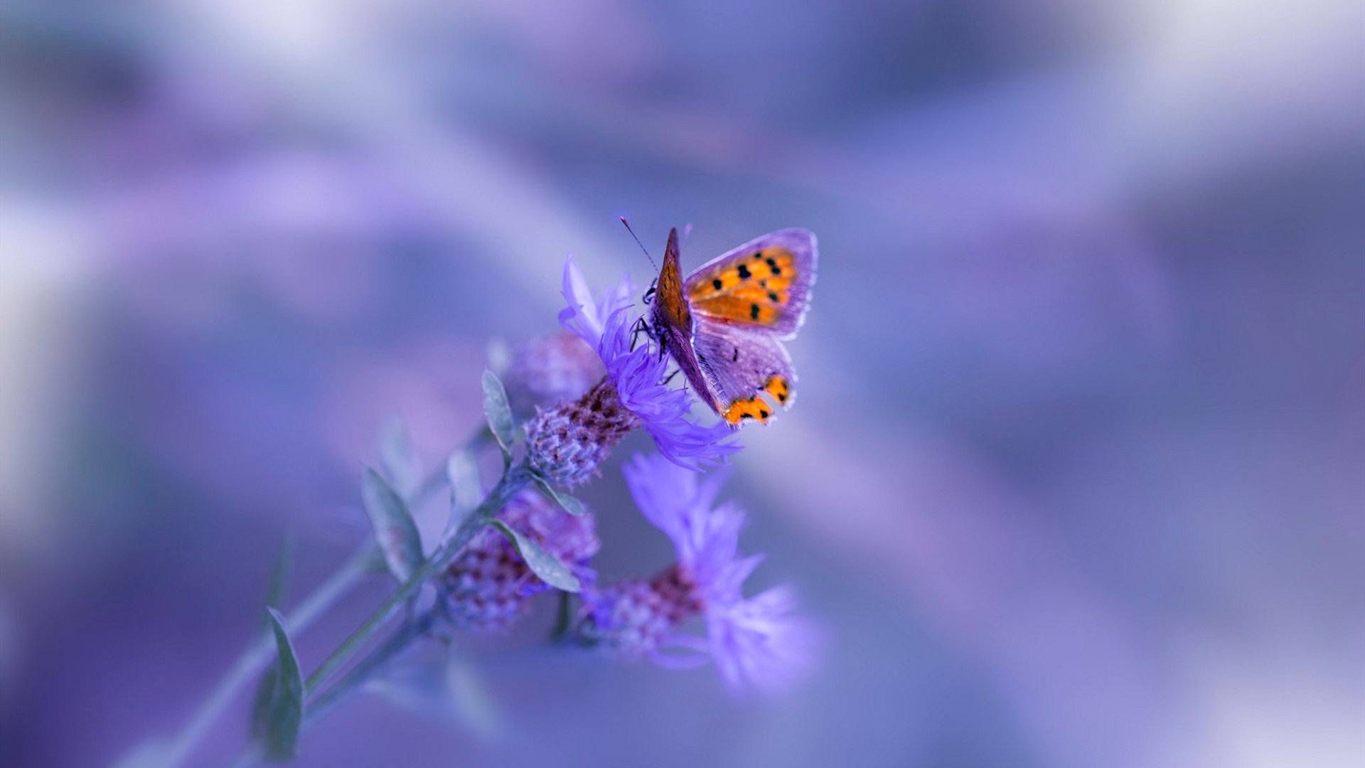 亚洲之夜，当几内亚热浪遇见黄喜灿的火焰