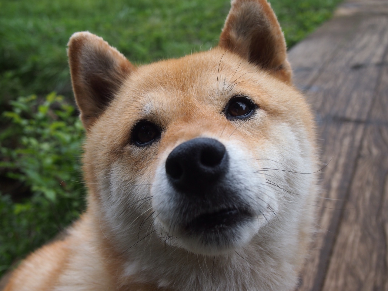 2026世界杯焦点战，老鹰撕裂迷雾力克奇才，战术革命点燃北美之夜