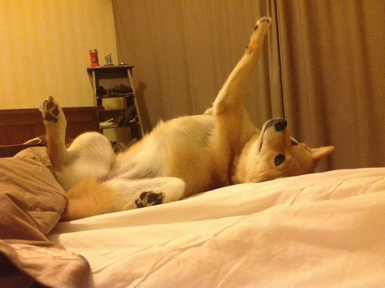 聚光灯下的猎手，解码克莱式大场面基因与深圳队的窒息式压制哲学