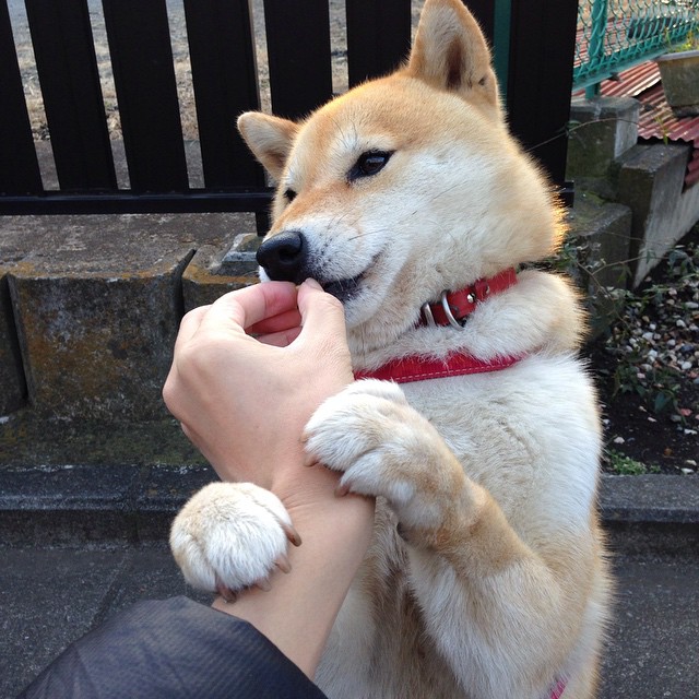 决胜最后一公里,F1与马刺的终极博弈