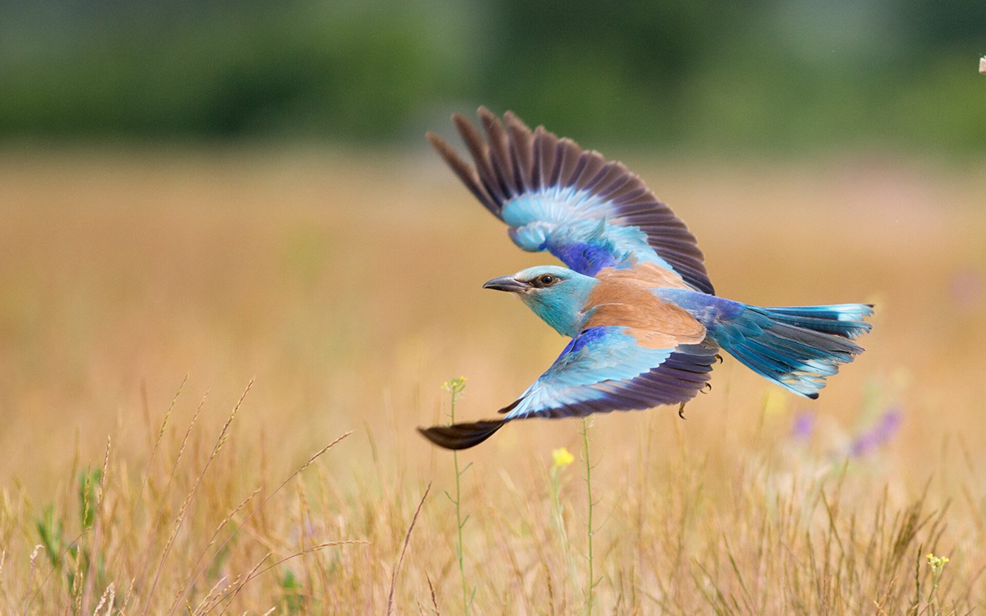 北非德比,一夫当关,门迪如何用十指划定沙漠疆界