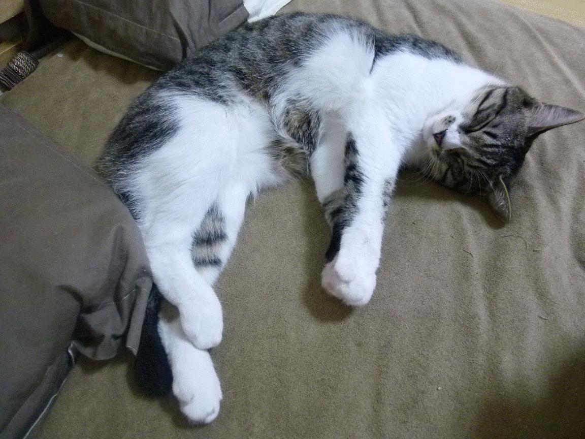 跨界风暴,山西队淘汰赛力克老鹰,英格拉姆F1年度争冠上演逆转接管