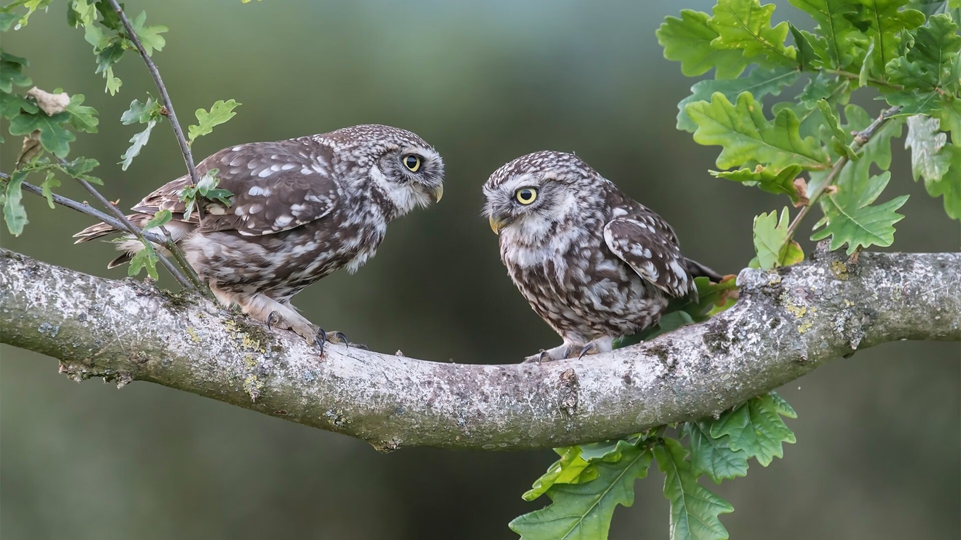 团队绞杀与孤星闪耀，凯尔特人的体系性胜利与德罗赞的破局艺术