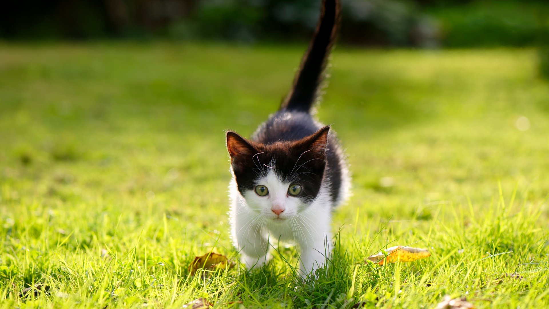 他让鹈鹕的翅膀折断！拉文末节19分化身关键先生，导演国王碾压式胜利