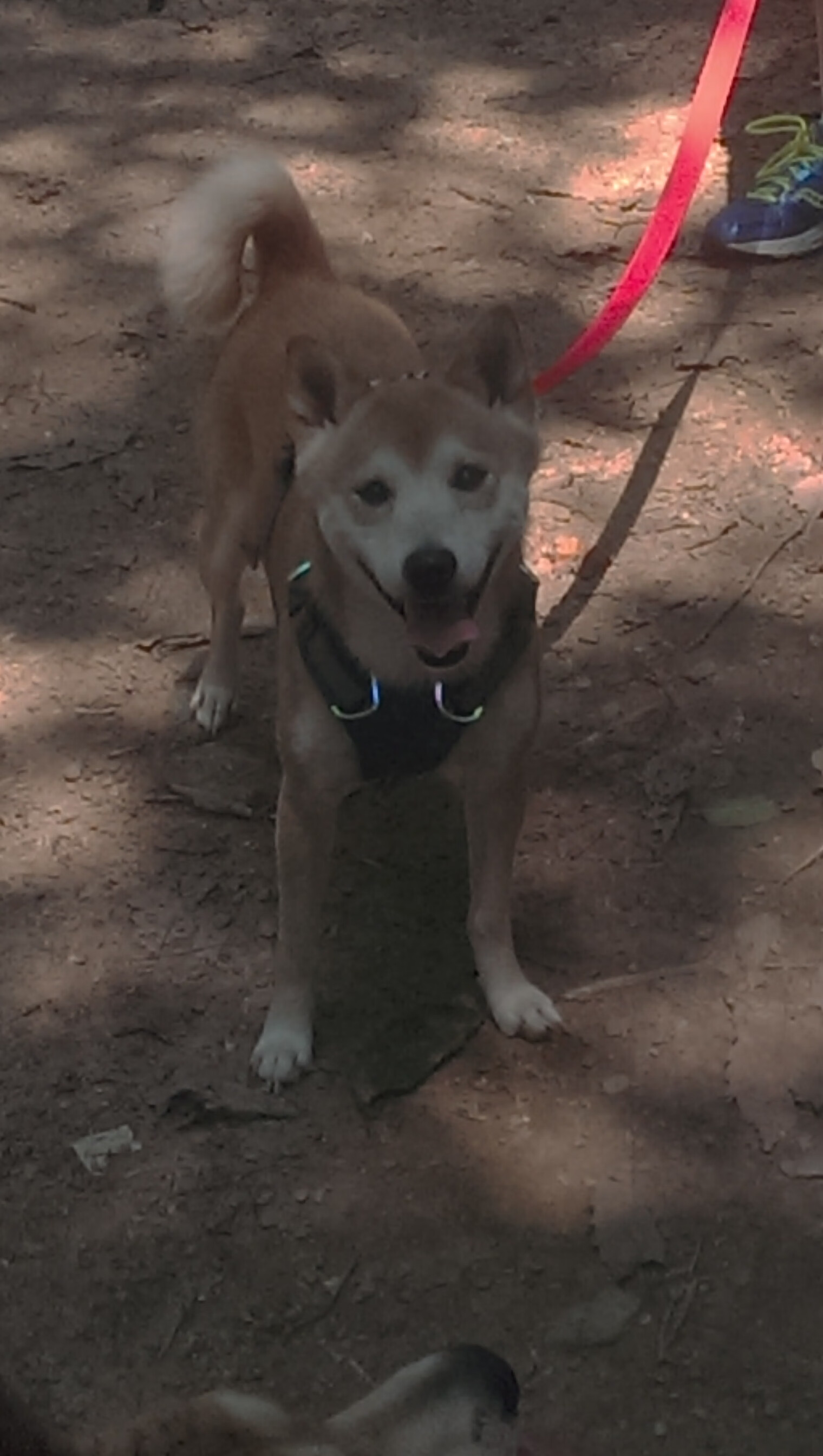 法比奥·卡瓦略,从安菲尔德到西决舞台的跨界征服者