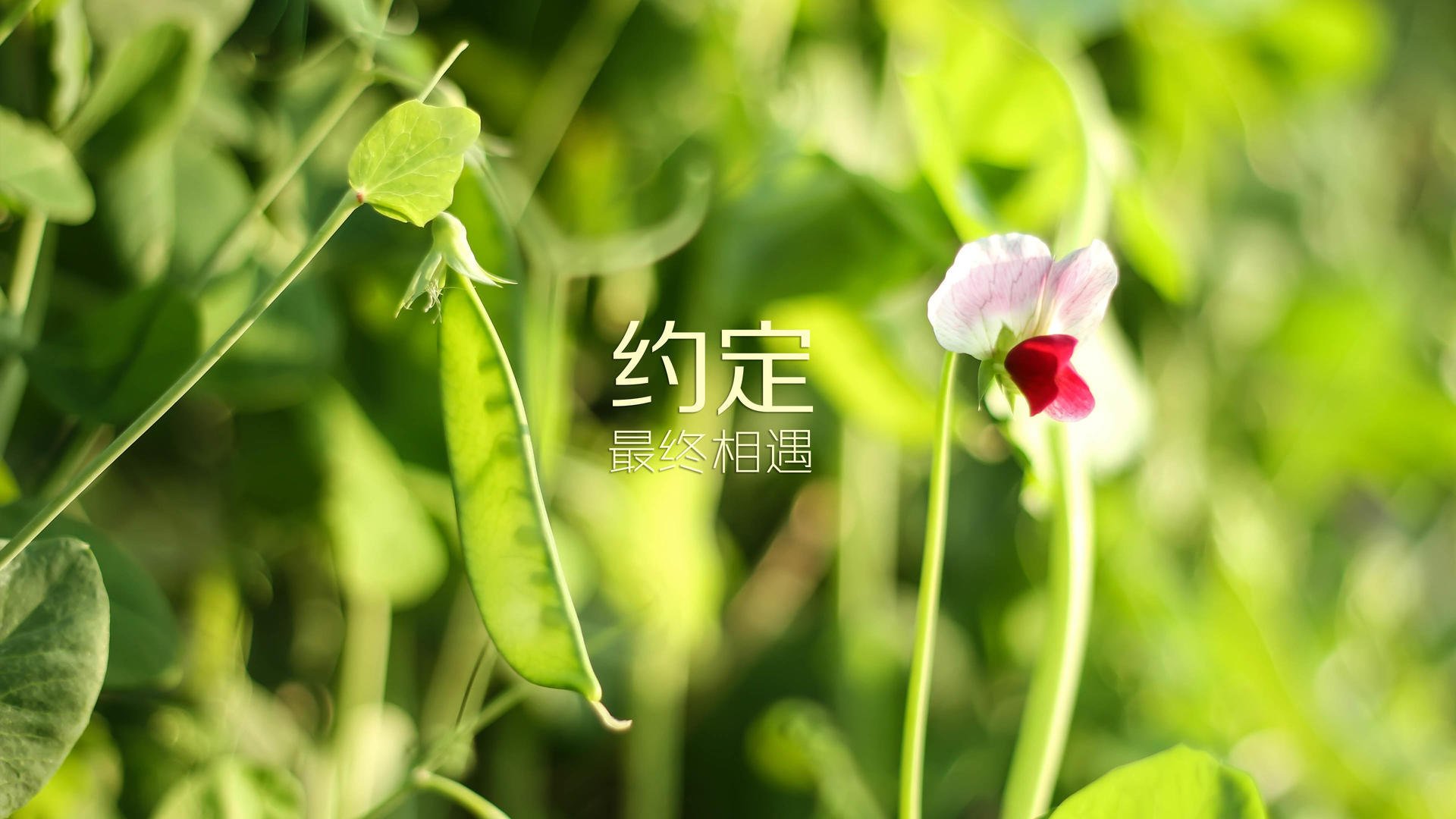 唯一之路,2026世界杯F组生死战,泰国奇迹险胜比利时,哈基米用战术书写铁血篇章